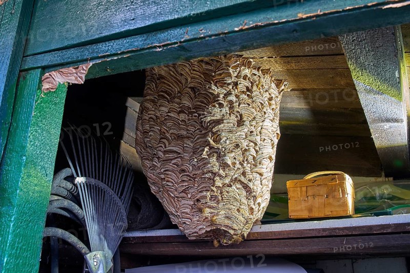 Giant European Hornet Nest (Vespa crabro) Inside a Wooden Garden Tool ShedLarge European hornet nest (Vespa crabro) attached to the roof structure of a wooden tool shed. Detailed wildlife and entomology image showing the papery nest architecture and active colony.European hornet (Vespa crabro) searching for food on an old tree trunk. Detailed macro wildlife photograph showing natural behavior, textured bark, selective focus, and green background