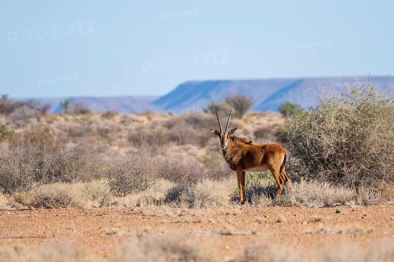 Roan antelope (Hippotragus equinus) in the grasslands, South Africa