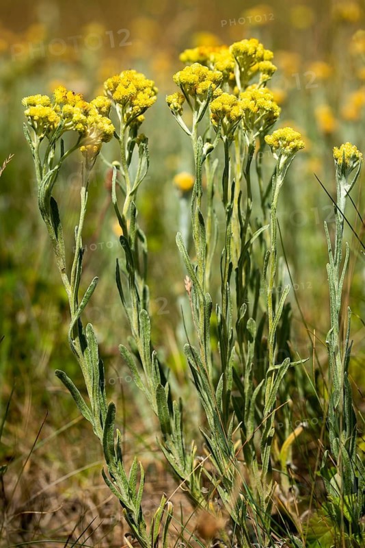Asteraceae, helichrysum arenarium, daisy, sandstraw flower, dwarf everlast, flora, high size, portrait, immortelle, plants, plants