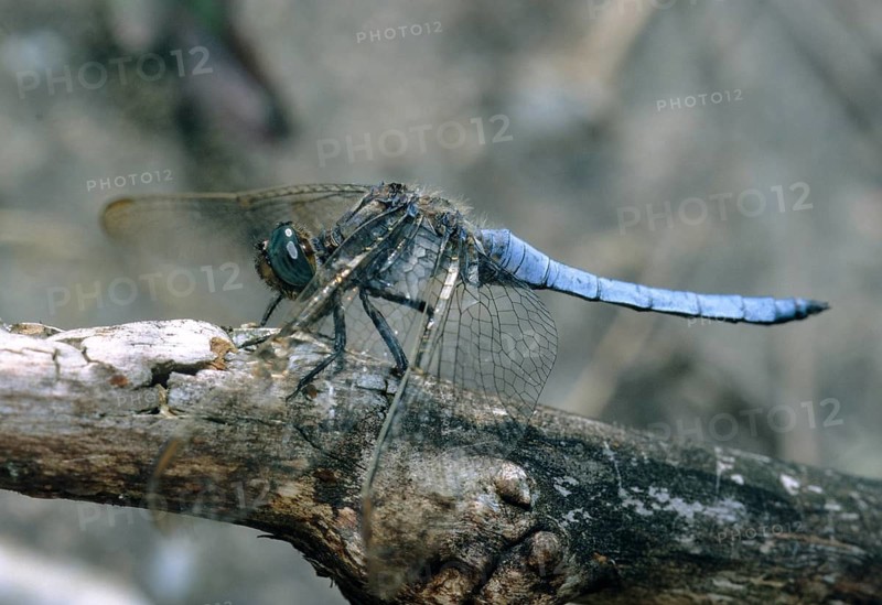 Keeled skimmer, little blue arrow, orthetrum coerulescens, anisoptera, damselflies, dragonflies, insects, insects, leo, dragonflies, male, odonata