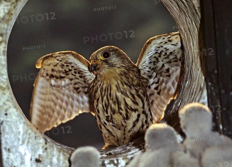 Falco tinnunculus, Common Kestrel, kestrel, birds, breed, brood, falcon, falconiformes, falcons, raptors, hawk, adolescent, juvenile, nest, raptor, raptors, birds