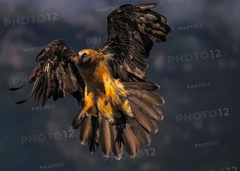 Bearded vulture (Gypaetus barbatus), with outstretched wings, Pyrenees, Spain