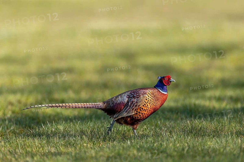 A male pheasant (Phasianus colchicus) in March at the start of the courtship season, courtship, mating season, colourful, vibrant, spring, March, Germany