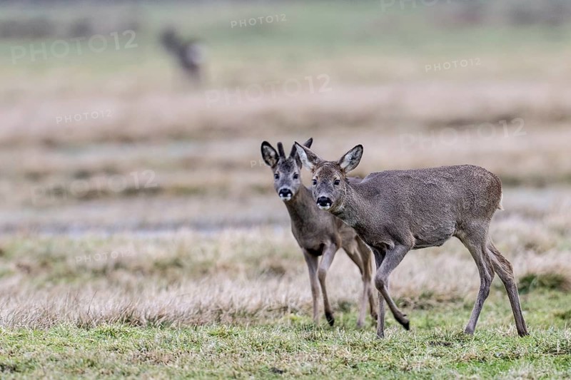 Roe deer (Capreolus capreolus), Lower Saxony, Germany