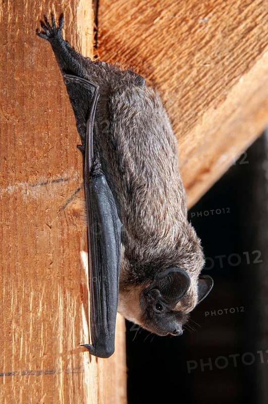 Leather-winged bat, parti-coloured bat, vespertilio murinus, bicolor bat, chiroptera, bats, high size, portrait format, mammals, mammals