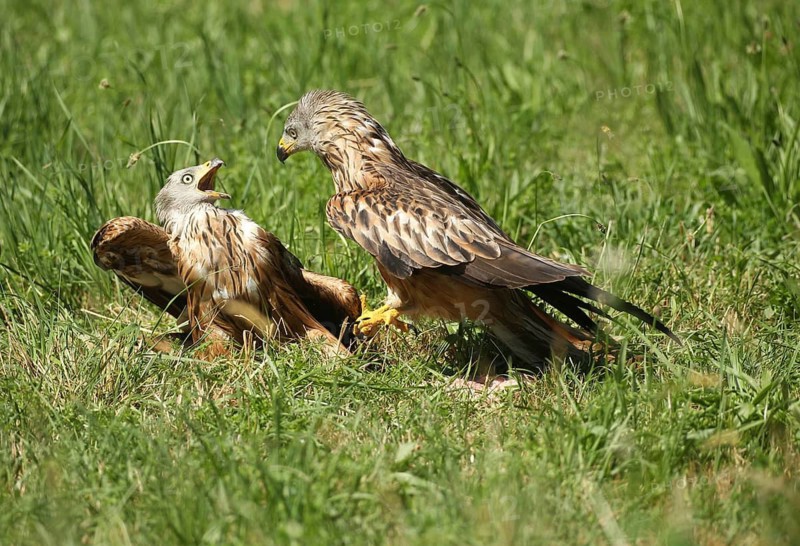 Red Kite (Milvus milvus) – adult birds squabbling in a meadow, Allgäu, Bavaria, Germany