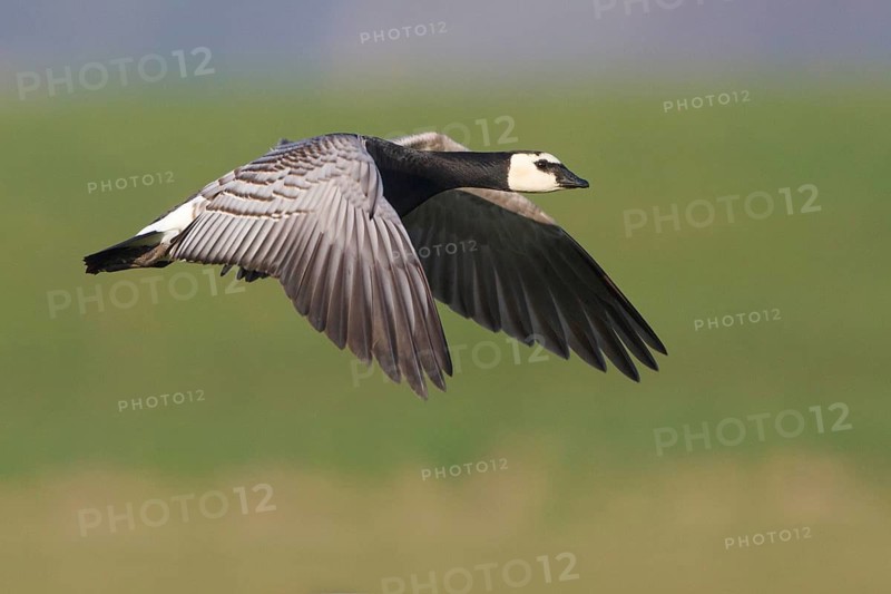Barnacle Goose (Branta leucopsis) flying, Netherlands