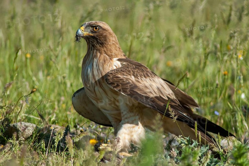 Accipitriformes, Booted Eagle, Hieraaetus Pennatus, Pygmy Eagle, Extremadura, Birds of Prey, Leo, Raptor, Raptors, Spain, Birds