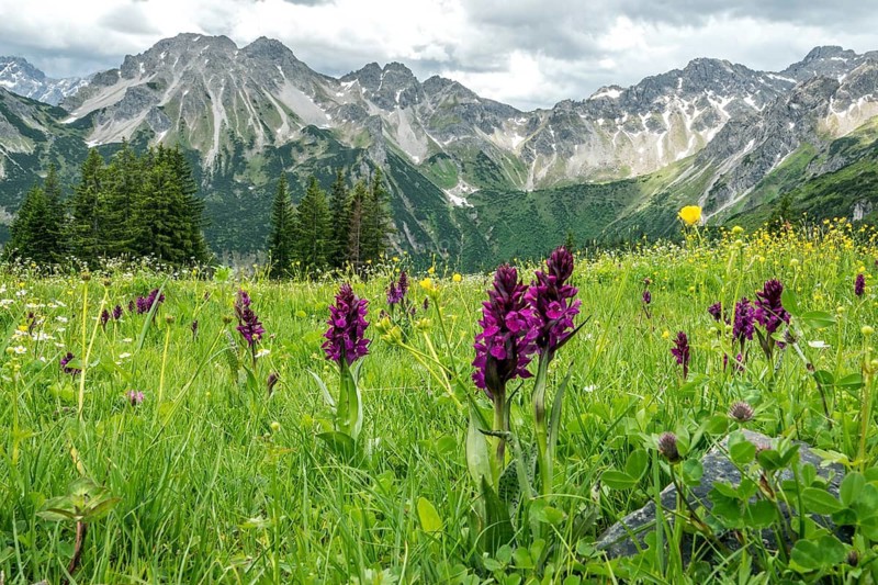 Meadow with Dactylorhiza cruenta, on the Fellhorn, with the mountains of the Allgäu Alps in the background, Oberstdorf, Oberallgäu, Allgäu, Bavaria, Germany