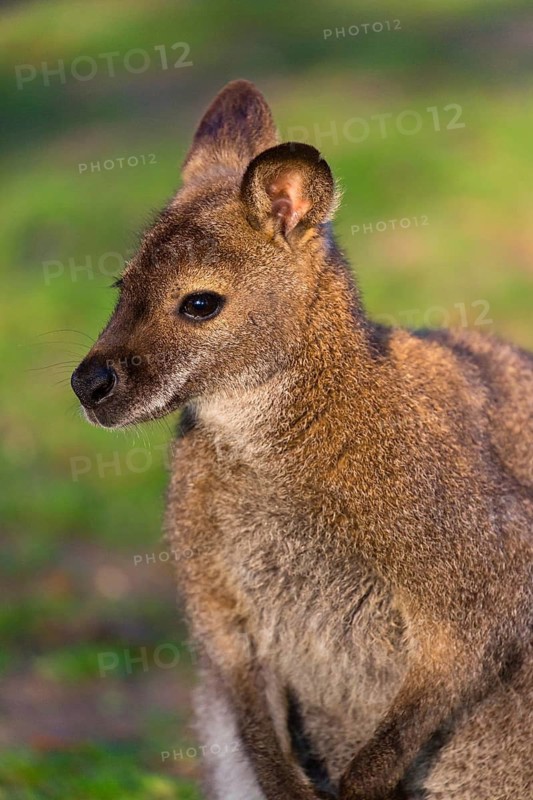 Red-necked wallaby or Bennett's wallaby (Macropus rufogriseus) with cub in her pouch, sits on a green meadow