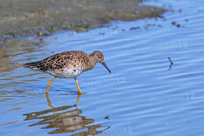 Ruff (Calidris pugnax) adult female foraging along pond shore in spring
