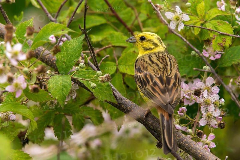 Emberiza citrinella, goldammer, yellowhammer, birds, hedge, male, passeri, songbirds, songbirds, birds