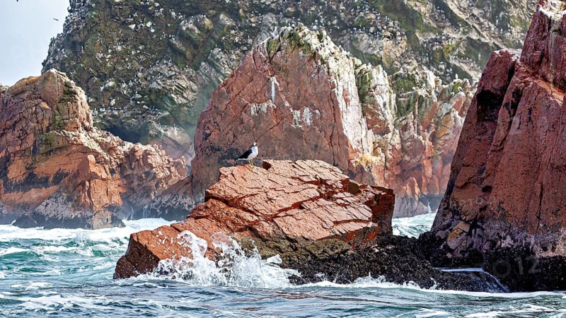 Single bird on a red rock in the sea surrounded by waves and green algae, The rocky coast of the Ballestas Islands near Paracas in Peru