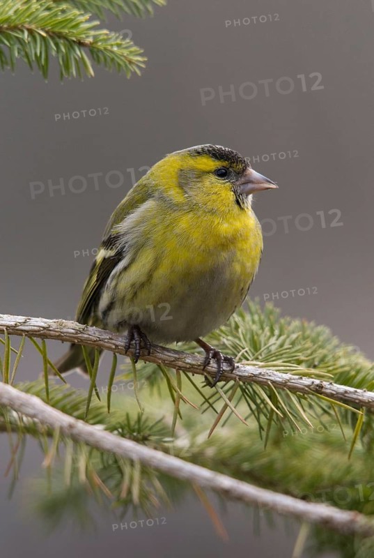 Carduelis spinus, siskin, spinus spinus, siskin, birds, high size, portrait format, male, passeri, songbirds, birds
