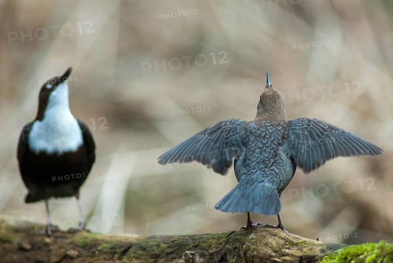 Cinclus cinclus, dippers, dippers, courtship behavior, birds, courtship display, passeri, songbirds, birds