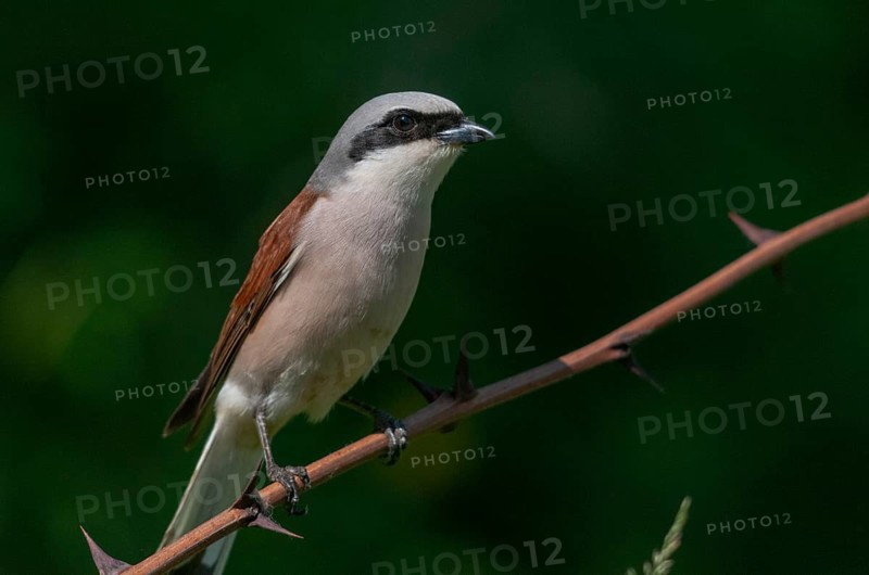 Brandenburg, Germany, Lanius Collurio, Nabu, Nabu project, national natural heritage, Grünhaus natural paradise, red-backed shrike, red-backed shrike, post-mining landscape, birds, green house, male, passeri, songbirds, birds, shrikes