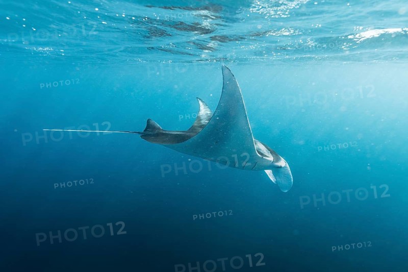Underwater shot of manta rays, Komodo National Park, East Nusa Tenggara, Indonesia
