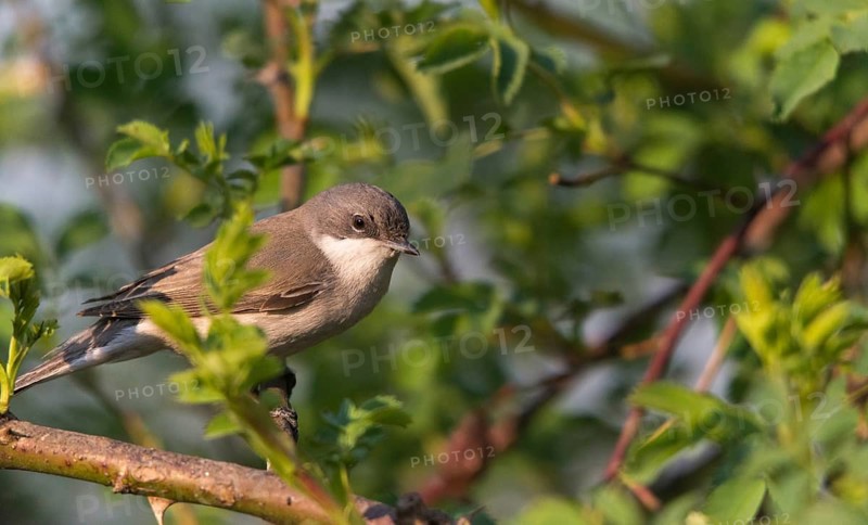Rattleswarbler, Lesser Whitethroat, Sylvia Curruca, Birds, Passeri, Songbirds, Birds, Warbler