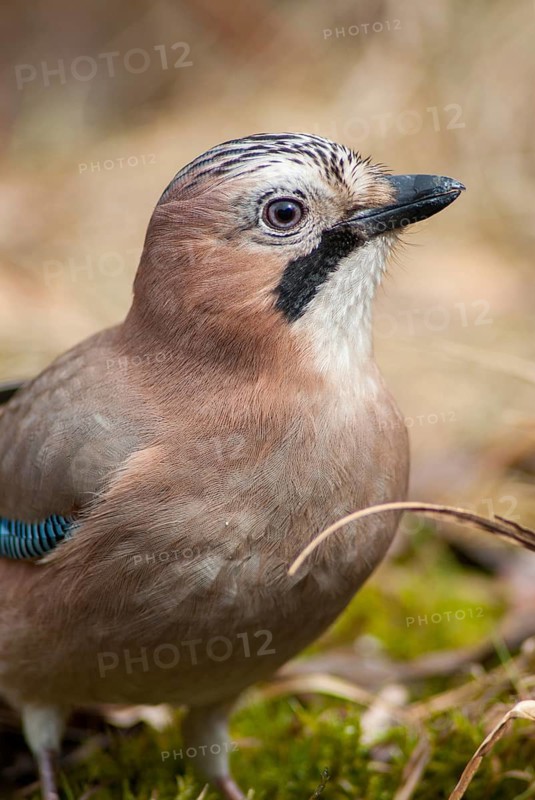 Jays, Garrulus glandarius, jay, birds, corvidae family of birds, high size, portrait format, passeri, corvids, songbirds, birds