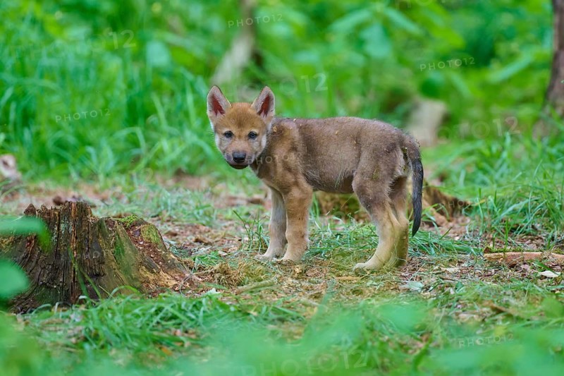 A lone wolf cub stands in the forest, surrounded by lush green grass, summer, wolf (Canis lupus), Germany