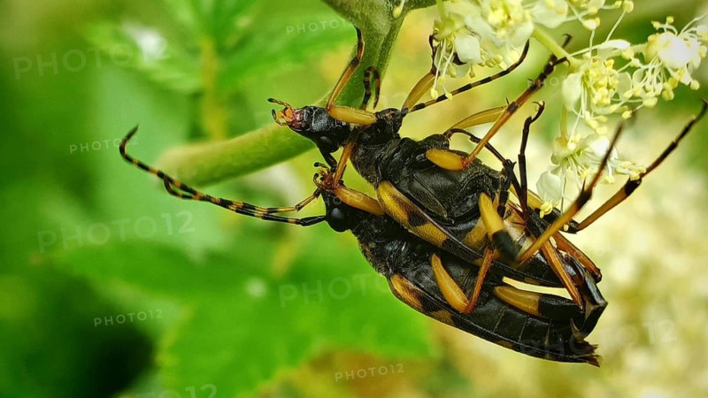 A close-up of two black-and-yellow long-horned beetles (Dendrobias mandibularis) mating on a flower, Frankenwald nature park Park, Upper Franconia