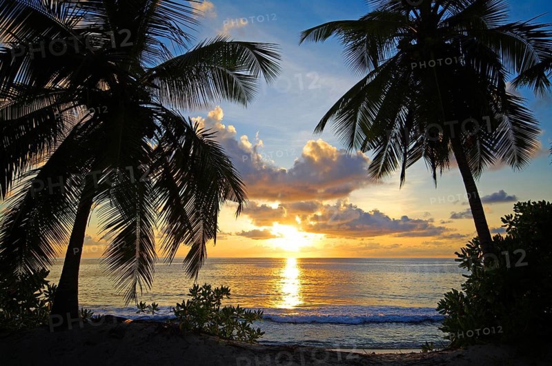 Caribbean, Guadeloupe, sunset, palm trees on the beach, silhouettes, Guadelaoupe