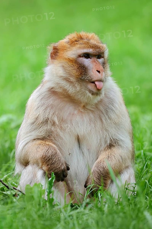 Barbary macaque or magot (Macaca sylvanus) sits in a meadow and sticks out its tongue, found in Morocco, Algeria and Gibraltar