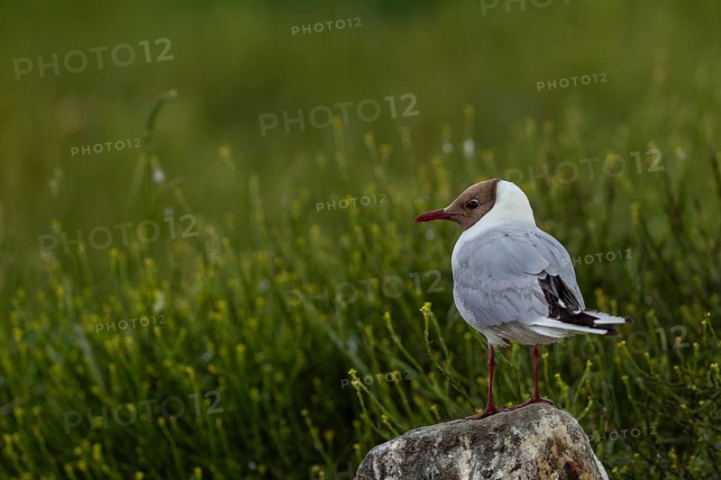 A black-headed gull (Chroicocephalus ridibundus) in the breeding colony, summer plumage, breeding plumage, breeding colony, bird colony, seabird colony, beach bird, coastal bird, Eidersperrwerk, July, Germany
