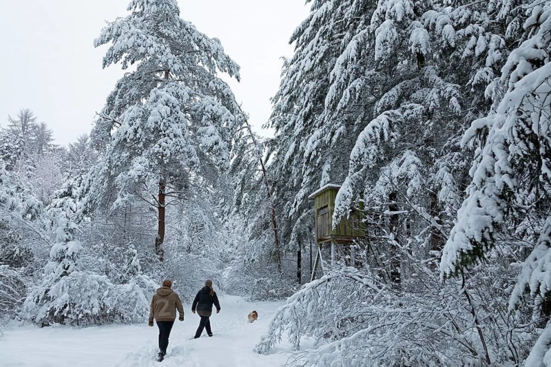 Two woman taking a walk with a dog through a snowy forest, winter, snow, Sieversen, Samtgemeinde Rosengarten, Lower Saxony, Germany