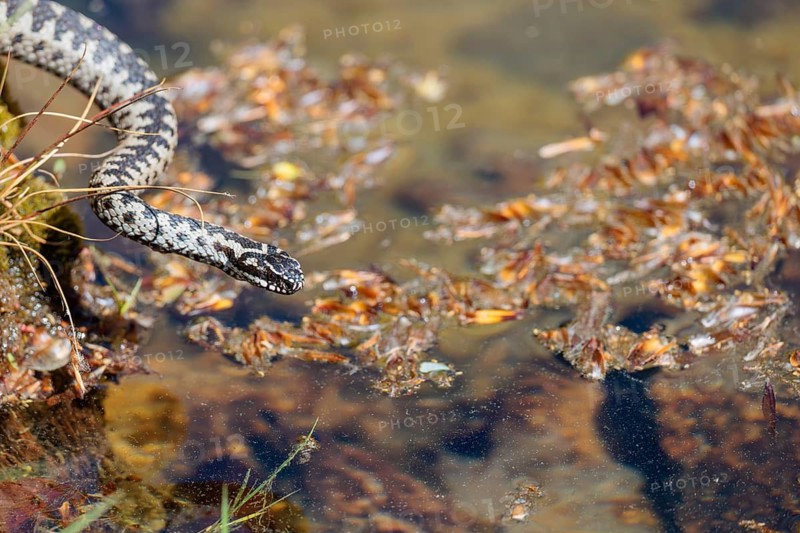 A common European adder (Vipera berus) creeps across a root stock and starts to swim in the water of a small pond. Bavaria, Germany