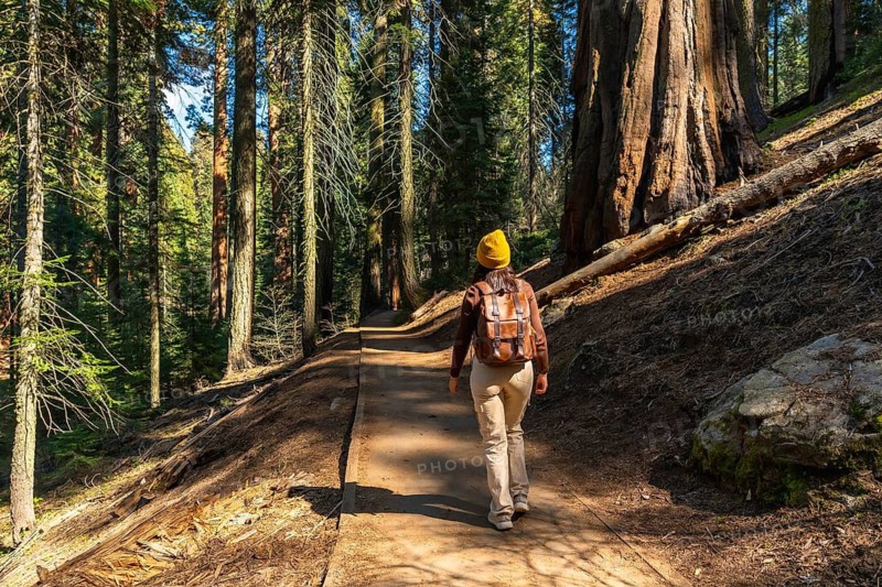Woman backpacking, walking on a winding trail, exploring the immense natural beauty of ancient giant sequoia trees in a national park forest on a sunny day