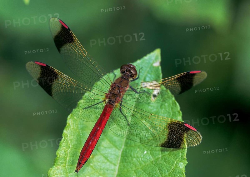 Banded darter, banded heather, sympetrum pedemontanum, anisoptera, damselflies, dragonflies, insects, leo, dragonflies, male, odonata