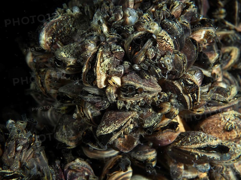 Close-up of a group of quagga mussels (Dreissena rostriformis bugensis), invasive species, with detailed texture, dive site Wildsau, Berlingen, Lake Constance, Switzerland, Germany