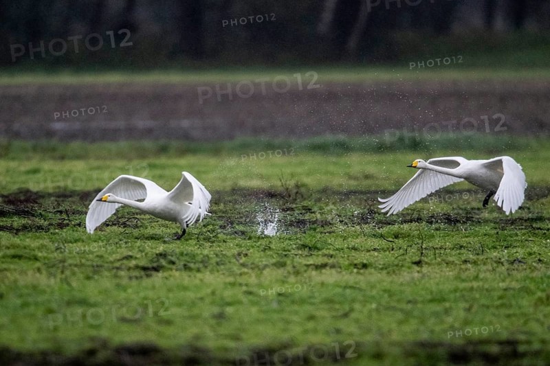 Whooper swans (Cygnus cygnus), Emsland, Lower Saxony, Germany