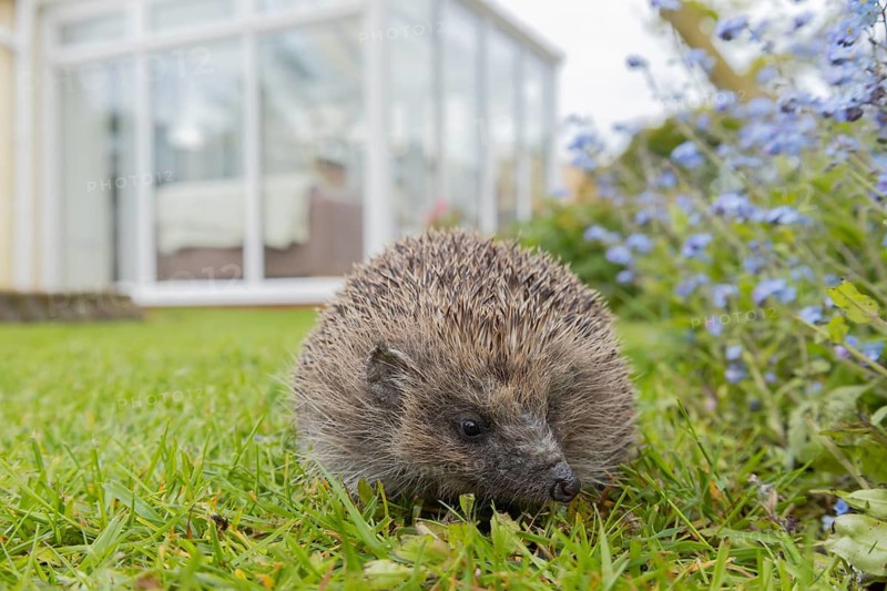 European hedgehog (Erinaceus europaeus) adult animal on a garden grass lawn with a house conservatory in the background, England, United Kingdom