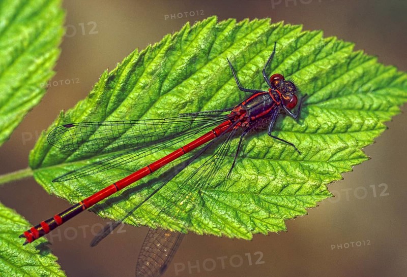 Adonis dragonfly, early Adonis dragonfly, large red damselfly, Pyrrhosoma nymphula, damselflies, dragonflies, insects, leo, dragonflies, odonata, zygoptera