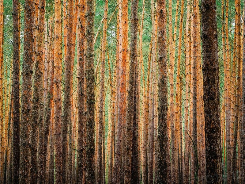 Pine trunks in line and structure, Nossentiner Schwinzer Heide nature park Park, Mecklenburg-Western Pomerania, Germany