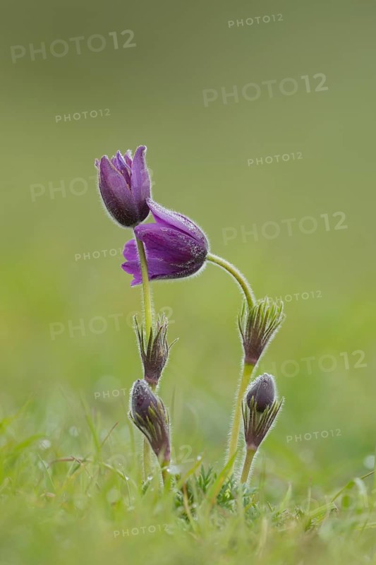 Pasqueflower (Pulsatilla vulgaris) flowers in grassland, Suffolk, England, United Kingdom