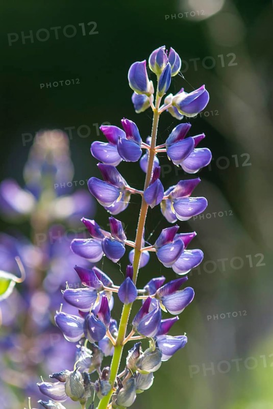 Lupinus polyphyllus, rosaceae, rose family, perennial lupine, multi-leafed lupine, big leaved lupine, flora, high size, portrait format, large-leaved lupine, lupine, many-leaved lupine, plants