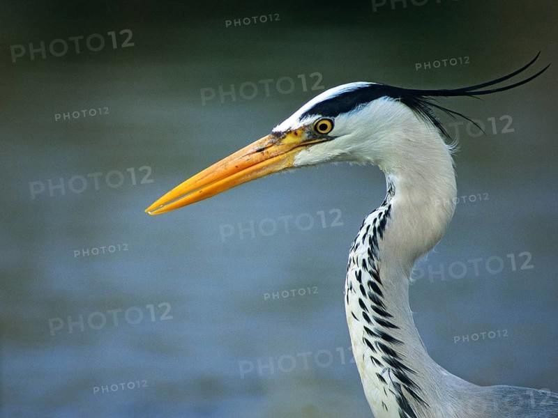 Ardea cinerea, heron, gray heron, adult, birds, ciconiiformes, adult, sexually mature, leo, portrait, heron, walking birds, wading birds, birds