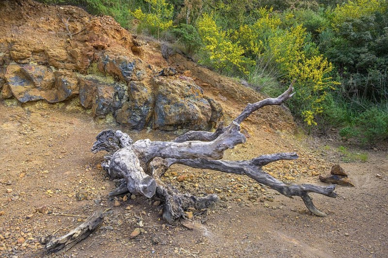 Dead tree and sulfur deposits, Porto Azzurro, Livorno province, Italy