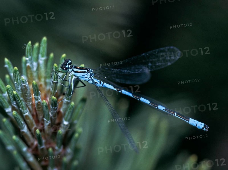 Coenagrion hastulatum, northern damselfly, spearhead flower, spear azurmaid, damselflies, dragonflies, insects, dragonflies, odonata, zygoptera