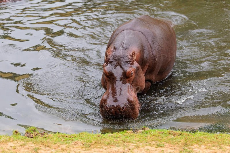 A full-grown hippopotamus (Hippopotamus amphibius) comes ashore. Democratic Republic of the Congo, Uganda, Tanzania, Kenya, Ethiopia, Somalia, Sudan, Gambia, South Africa
