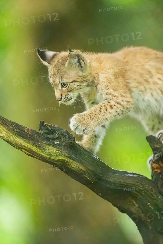 Eurasian lynx (Lynx lynx) youngster (cub) climbing on an old wrotten root in a forest, Bavaria, Germany