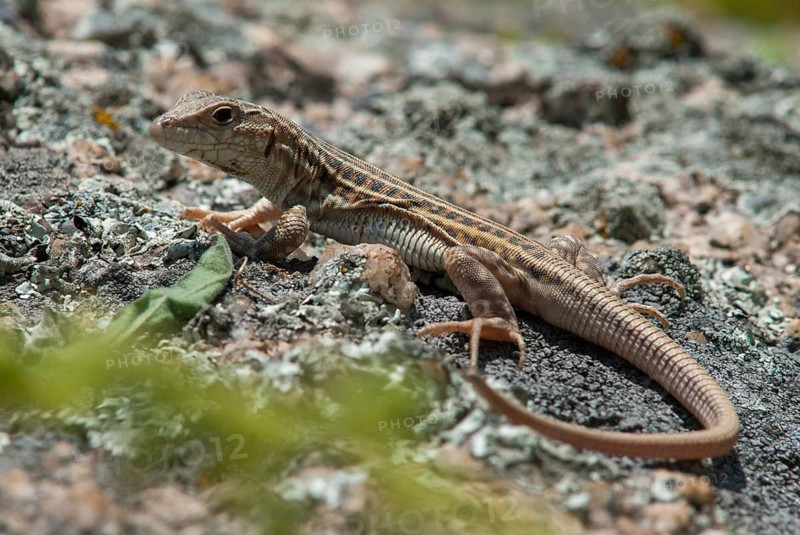 Acanthodactylus erythrurus, European fringe finger, spiny-footed lizard, critters, lizards, lizards, extremadura, reptilia, reptiles, Spain