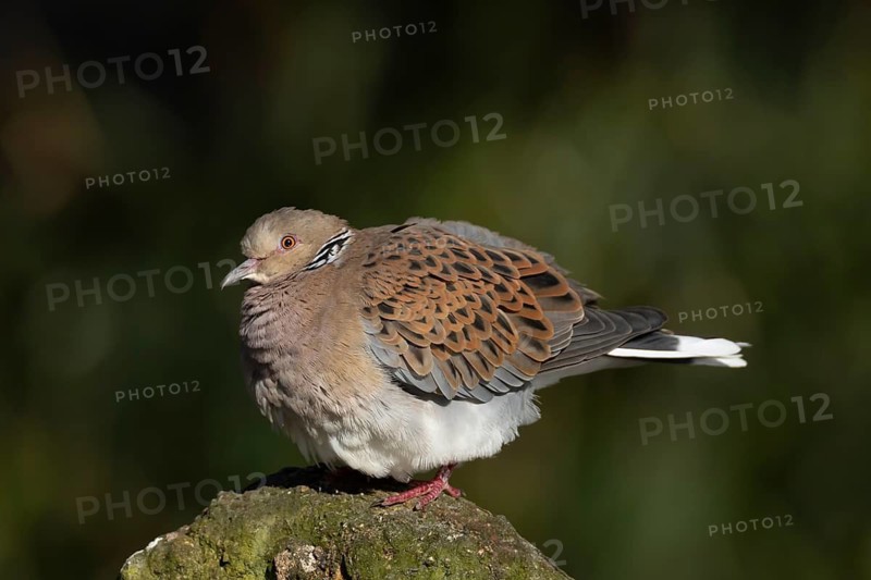 European turtle dove (Streptopelia turtur) adult bird on a rock, England, United Kingdom