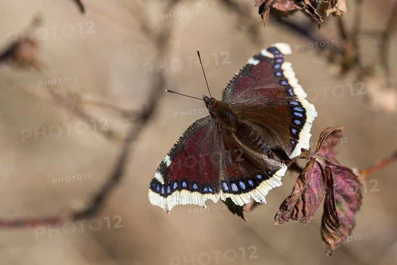 Camberwll beauty, mourning cloak, nymphalis antiopa, mourning cloak, butterfly, insects, butterfly, butterflies