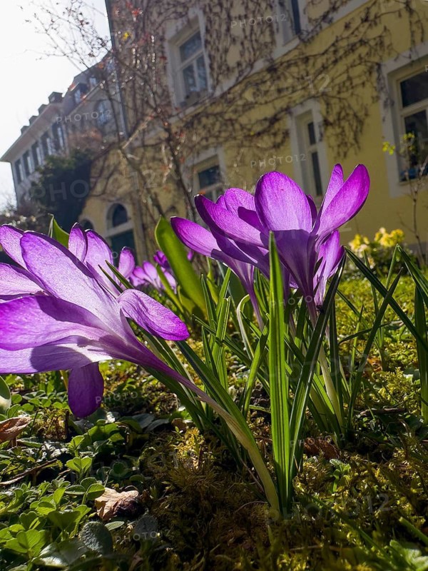 Spring crocus, spring saffron, common crocus (Crocus vernus)