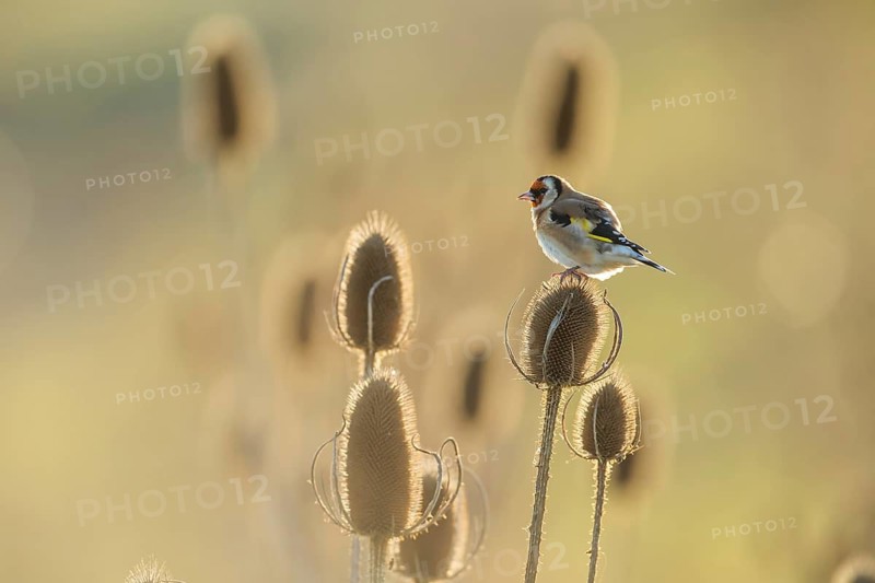 European goldfinch (Carduelis carduelis) adult bird on a Teasel (Dipsacus fullonum) seedhead, England, United Kingdom