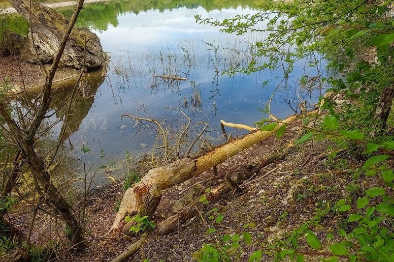 Beaver bite, beaver damage, tree trunk, wood, bite marks, nature conservation, aquatic ecology, habitat, restoration, Laizer quarry pond, Paultertal industrial park, Laiz-Inzigkofen, Sigmaringen district, Baden-Württemberg, Germany